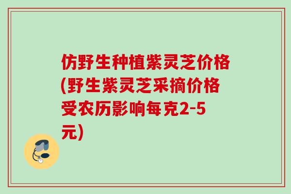 仿野生种植紫灵芝价格(野生紫灵芝采摘价格受农历影响每克2-5元)