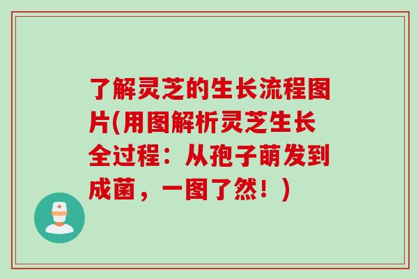 了解灵芝的生长流程图片(用图解析灵芝生长全过程:从孢子萌发到成菌,一图了然!) 了解灵芝的生长流程图片(用图解析灵芝生长全过程:从孢子萌发到成菌,一图了然!)