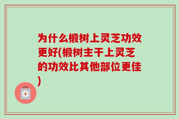 为什么椴树上灵芝功效更好(椴树主干上灵芝的功效比其他部位更佳)