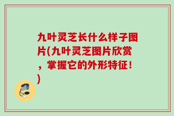 九叶灵芝长什么样子图片(九叶灵芝图片欣赏，掌握它的外形特征！)