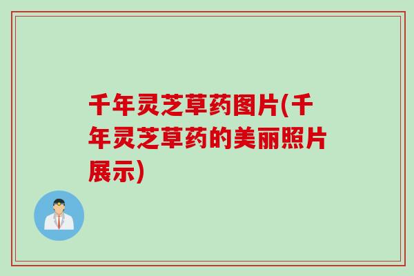 千年灵芝草药图片(千年灵芝草药的美丽照片展示)