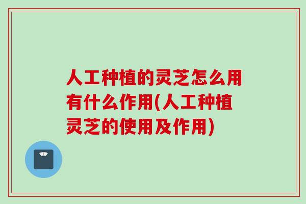 人工种植的灵芝怎么用有什么作用(人工种植灵芝的使用及作用) 人工种植的灵芝怎么用有什么作用(人工种植灵芝的使用及作用)