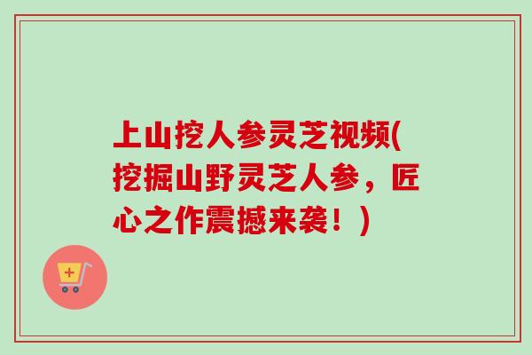 上山挖人参灵芝视频(挖掘山野灵芝人参，匠心之作震撼来袭！)