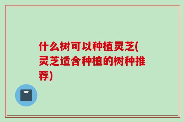 什么树可以种植灵芝(灵芝适合种植的树种推荐) 什么树可以种植灵芝(灵芝适合种植的树种推荐)