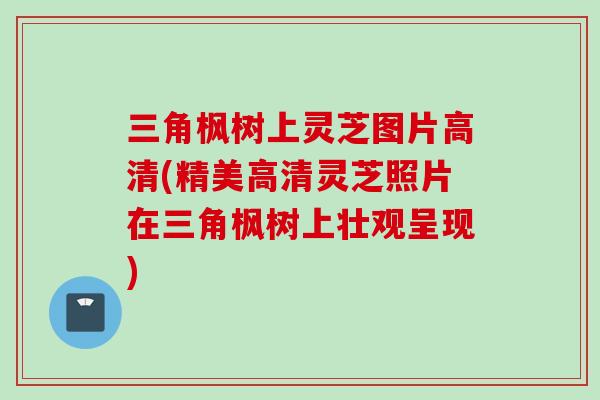 三角枫树上灵芝图片高清(精美高清灵芝照片在三角枫树上壮观呈现)