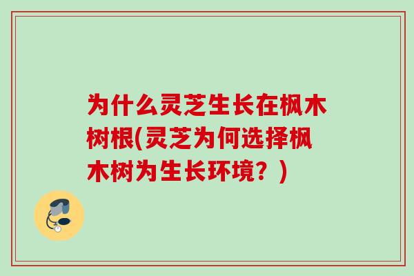 为什么灵芝生长在枫木树根(灵芝为何选择枫木树为生长环境?) 为什么灵芝生长在枫木树根(灵芝为何选择枫木树为生长环境?)