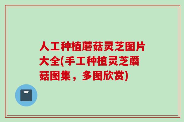人工种植蘑菇灵芝图片大全(手工种植灵芝蘑菇图集,多图欣赏) 人工种植蘑菇灵芝图片大全(手工种植灵芝蘑菇图集,多图欣赏)