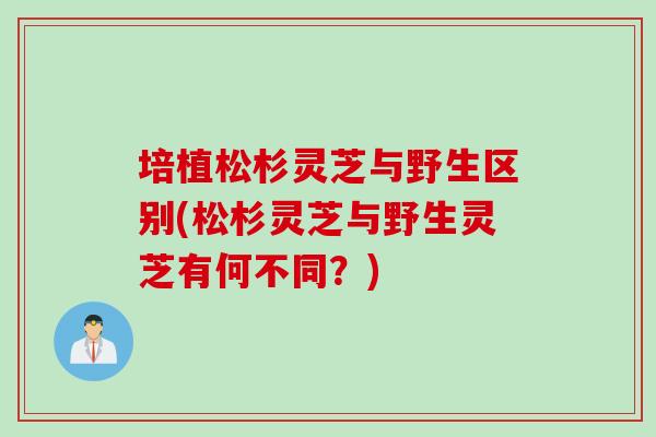 培植松杉灵芝与野生区别(松杉灵芝与野生灵芝有何不同？)