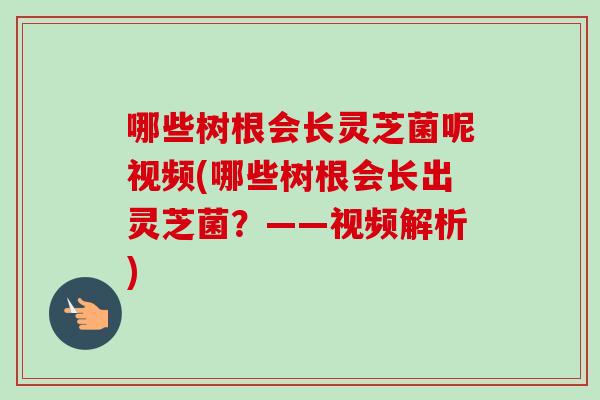 哪些树根会长灵芝菌呢视频(哪些树根会长出灵芝菌?——视频解析) 哪些树根会长灵芝菌呢视频(哪些树根会长出灵芝菌?——视频解析)