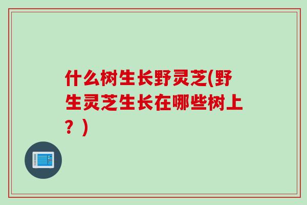 什么树生长野灵芝(野生灵芝生长在哪些树上？)