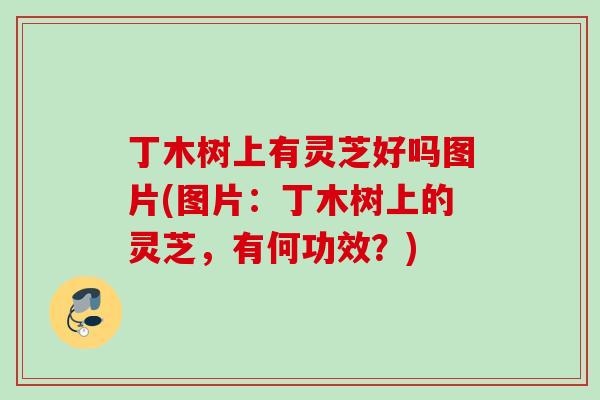 丁木树上有灵芝好吗图片(图片：丁木树上的灵芝，有何功效？)