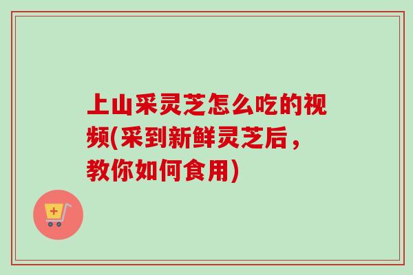 上山采灵芝怎么吃的视频(采到新鲜灵芝后，教你如何食用)