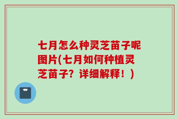 七月怎么种灵芝苗子呢图片(七月如何种植灵芝苗子？详细解释！)
