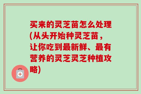 买来的灵芝苗怎么处理(从头开始种灵芝苗，让你吃到最新鲜、最有营养的灵芝灵芝种植攻略)