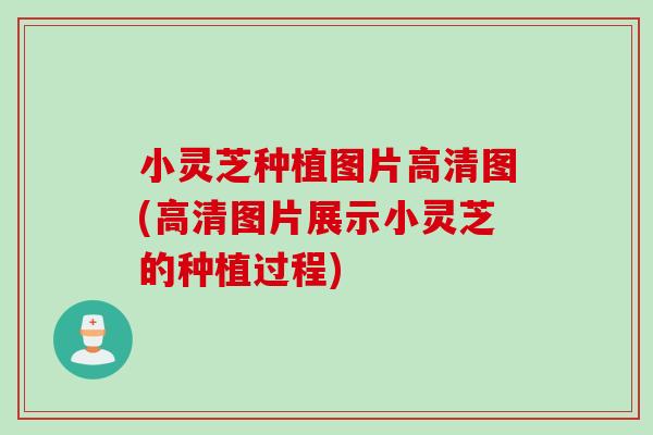 小灵芝种植图片高清图(高清图片展示小灵芝的种植过程)