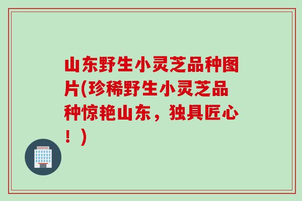 山东野生小灵芝品种图片(珍稀野生小灵芝品种惊艳山东，独具匠心！)