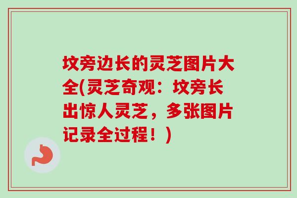 坟旁边长的灵芝图片大全(灵芝奇观:坟旁长出惊人灵芝,多张图片记录全过程!) 坟旁边长的灵芝图片大全(灵芝奇观:坟旁长出惊人灵芝,多张图片记录全过程!)