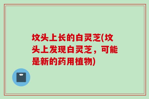 坟头上长的白灵芝(坟头上发现白灵芝，可能是新的药用植物)