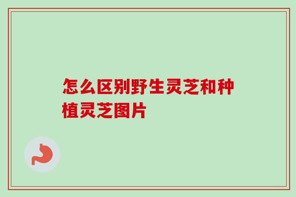 怎么区别野生灵芝和种植灵芝图片