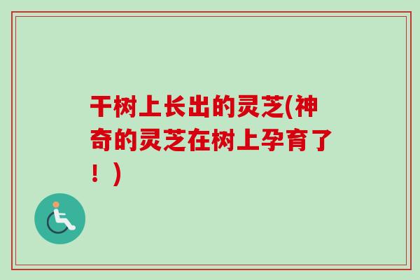 干树上长出的灵芝(神奇的灵芝在树上孕育了！)