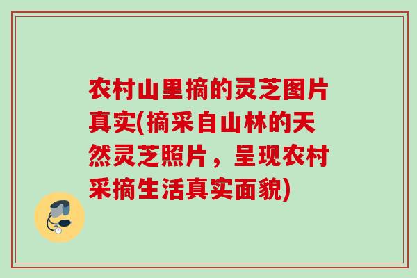 农村山里摘的灵芝图片真实(摘采自山林的天然灵芝照片,呈现农村采摘生活真实面貌) 农村山里摘的灵芝图片真实(摘采自山林的天然灵芝照片,呈现农村采摘生活真实面貌)
