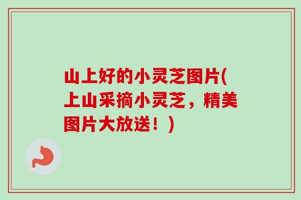 山上好的小灵芝图片(上山采摘小灵芝，精美图片大放送！)