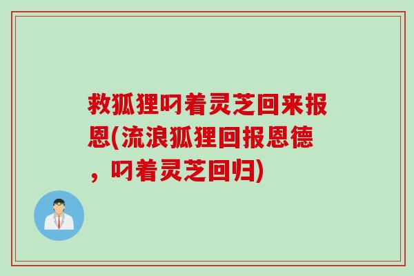 救狐狸叼着灵芝回来报恩(流浪狐狸回报恩德，叼着灵芝回归)