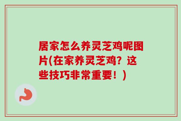 居家怎么养灵芝鸡呢图片(在家养灵芝鸡？这些技巧非常重要！)