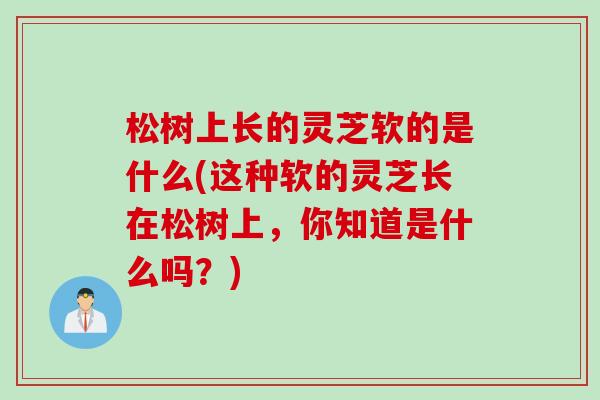 松树上长的灵芝软的是什么(这种软的灵芝长在松树上,你知道是什么吗?) 松树上长的灵芝软的是什么(这种软的灵芝长在松树上,你知道是什么吗?)