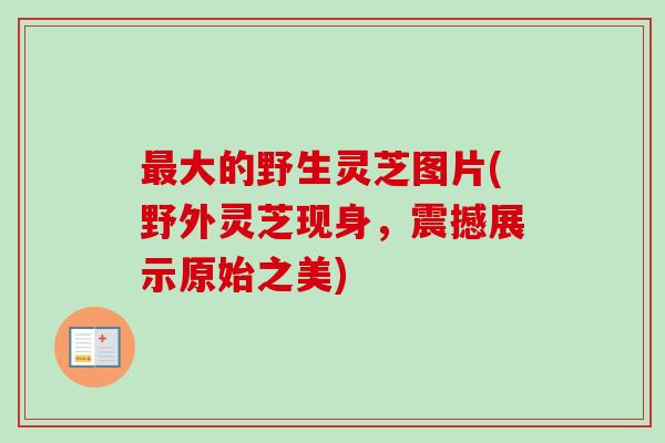 大的野生灵芝图片(野外灵芝现身,震撼展示原始之美) 大的野生灵芝图片(野外灵芝现身,震撼展示原始之美)