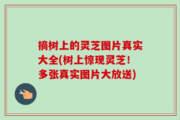 摘树上的灵芝图片真实大全(树上惊现灵芝!多张真实图片大放送) 摘树上的灵芝图片真实大全(树上惊现灵芝!多张真实图片大放送)