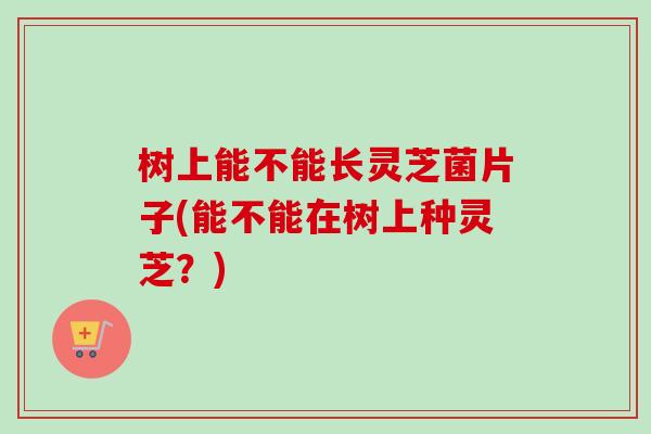树上能不能长灵芝菌片子(能不能在树上种灵芝？)
