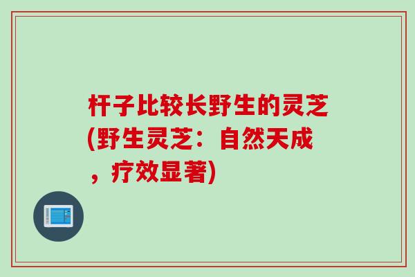 杆子比较长野生的灵芝(野生灵芝:自然天成,疗效显著) 杆子比较长野生的灵芝(野生灵芝:自然天成,疗效显著)