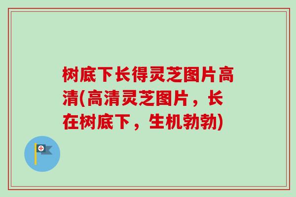 树底下长得灵芝图片高清(高清灵芝图片，长在树底下，生机勃勃)