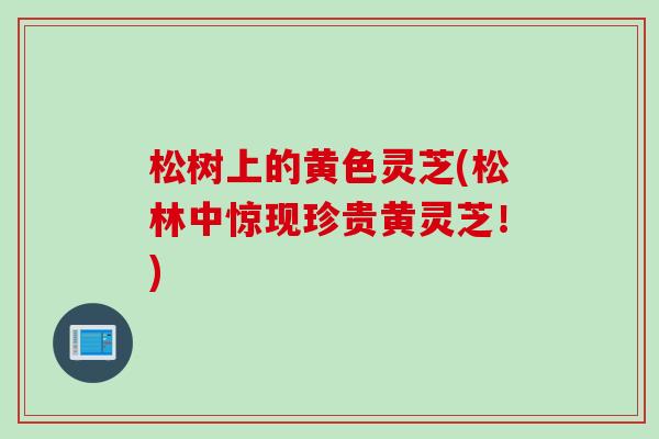 松树上的黄色灵芝(松林中惊现珍贵黄灵芝！)