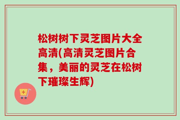 松树树下灵芝图片大全高清(高清灵芝图片合集，美丽的灵芝在松树下璀璨生辉)