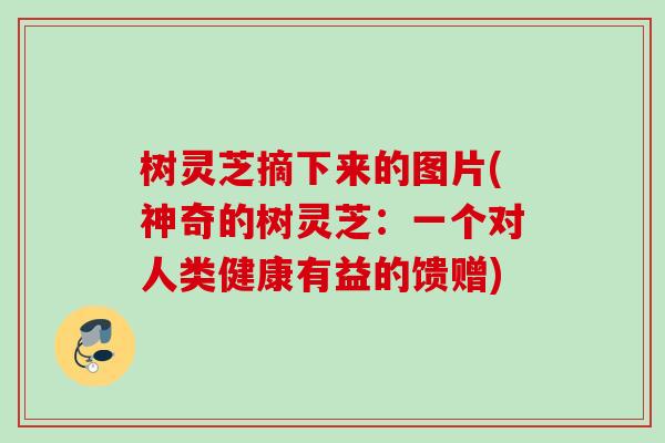 树灵芝摘下来的图片(神奇的树灵芝：一个对人类健康有益的馈赠)