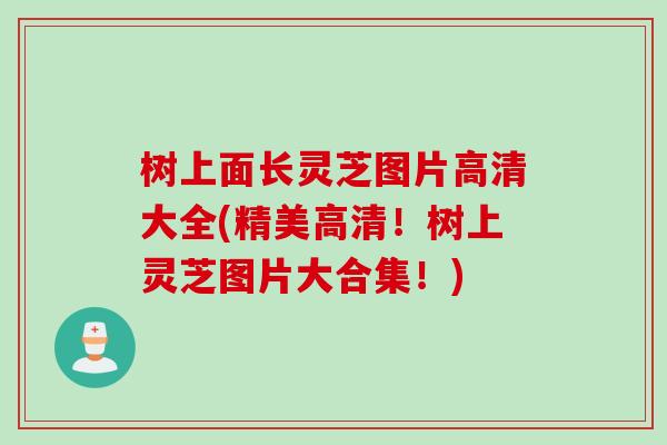 树上面长灵芝图片高清大全(精美高清！树上灵芝图片大合集！)