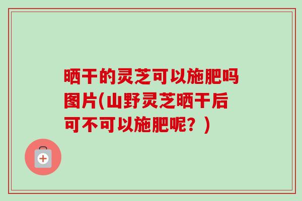晒干的灵芝可以施肥吗图片(山野灵芝晒干后可不可以施肥呢?) 晒干的灵芝可以施肥吗图片(山野灵芝晒干后可不可以施肥呢?)