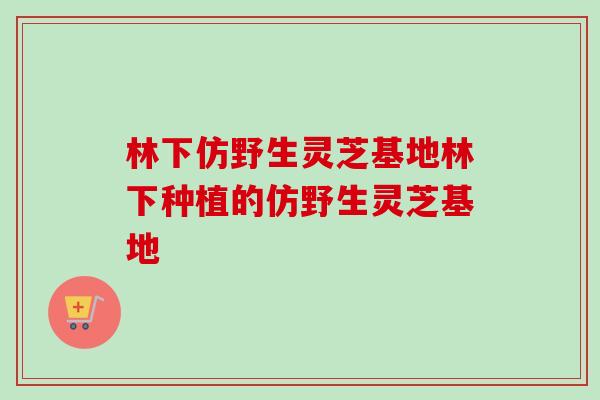 林下仿野生灵芝基地林下种植的仿野生灵芝基地
