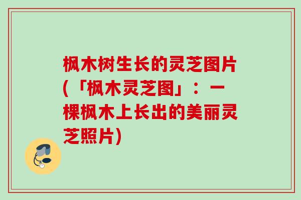 枫木树生长的灵芝图片(「枫木灵芝图」：一棵枫木上长出的美丽灵芝照片)