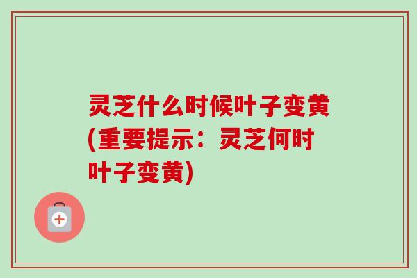 灵芝什么时候叶子变黄(重要提示：灵芝何时叶子变黄)