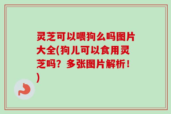 灵芝可以喂狗么吗图片大全(狗儿可以食用灵芝吗？多张图片解析！)