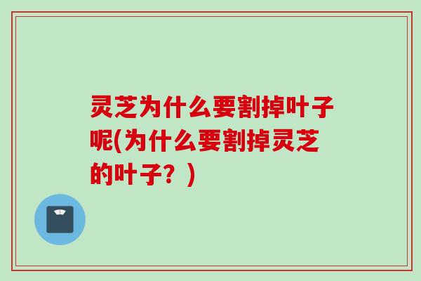灵芝为什么要割掉叶子呢(为什么要割掉灵芝的叶子？)