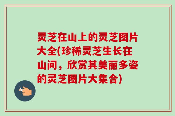 灵芝在山上的灵芝图片大全(珍稀灵芝生长在山间,欣赏其美丽多姿的灵芝图片大集合) 灵芝在山上的灵芝图片大全(珍稀灵芝生长在山间,欣赏其美丽多姿的灵芝图片大集合)