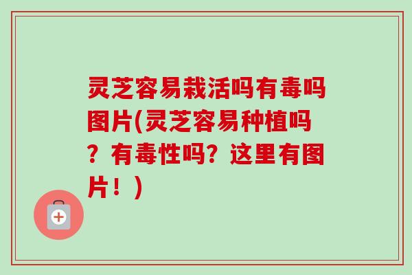 灵芝容易栽活吗有毒吗图片(灵芝容易种植吗？有毒性吗？这里有图片！)