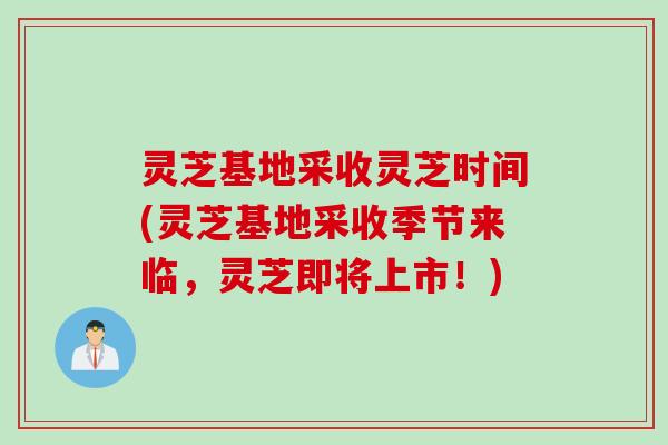 灵芝基地采收灵芝时间(灵芝基地采收季节来临，灵芝即将上市！)