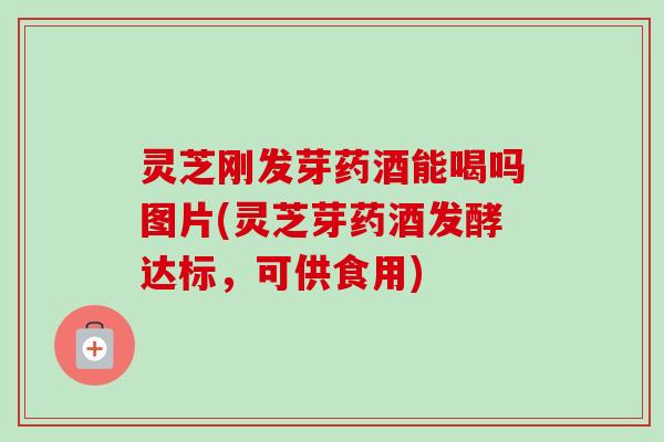 灵芝刚发芽药酒能喝吗图片(灵芝芽药酒发酵达标，可供食用)
