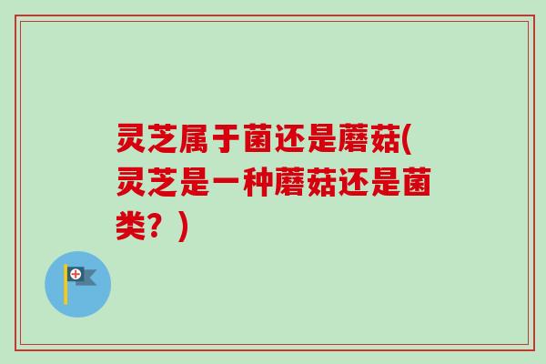 灵芝属于菌还是蘑菇(灵芝是一种蘑菇还是菌类?) 灵芝属于菌还是蘑菇(灵芝是一种蘑菇还是菌类?)