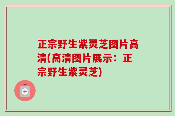 正宗野生紫灵芝图片高清(高清图片展示：正宗野生紫灵芝)